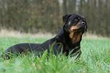 ROTTWEILER 478